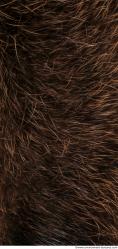 Photo Textures of Animal Skin